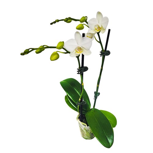 COMPO SANA Orchideenerde 5 ltr Orchideensubstrat | eBay