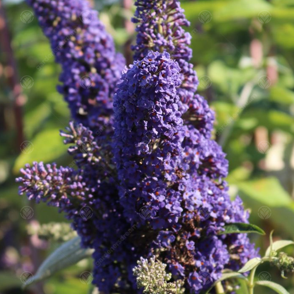 Gardeners Dream Blue Buddleia 'Adonis ' - 9Cm Pot - Image 2