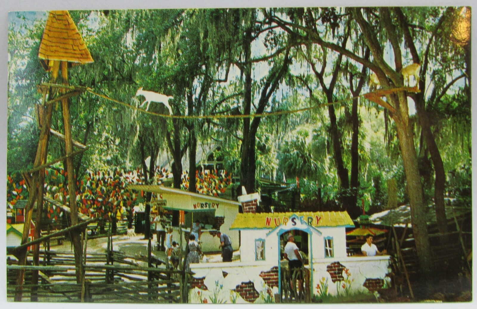 PostcardSilver Springs FlTommy Bartlett's Deer RanchGoat Tree