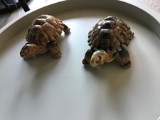 Wade Ceramic tortoises x 2