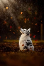 Digital Image pic photo picture art 