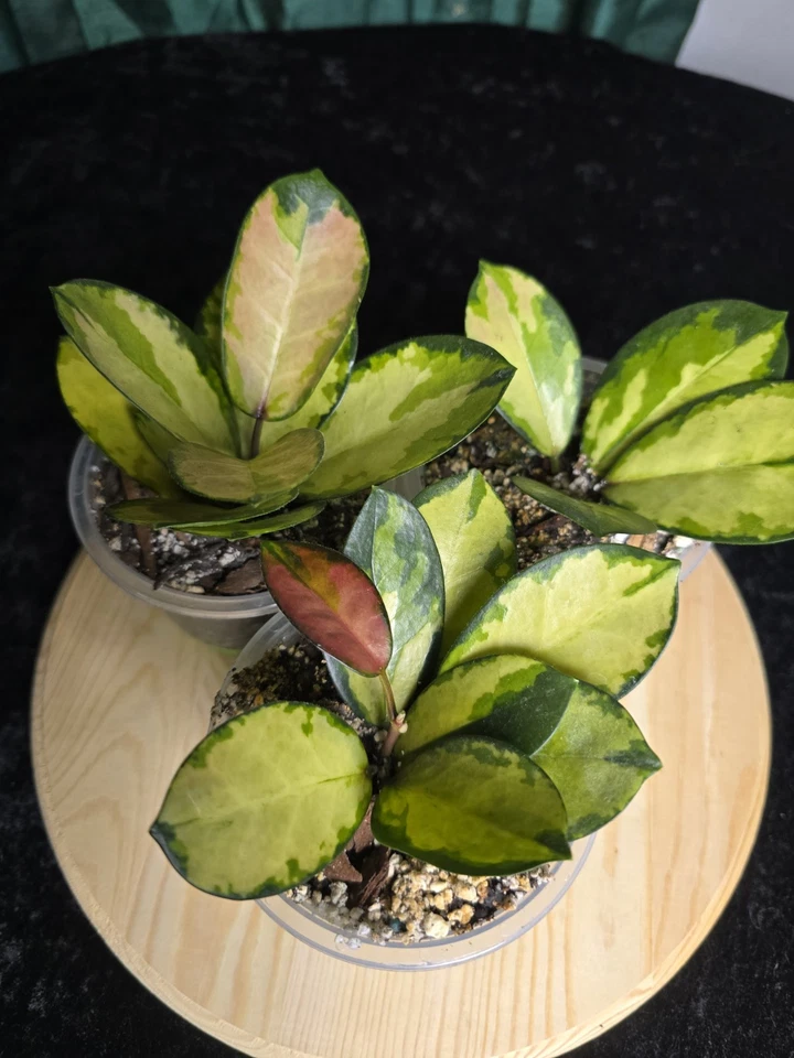 Hoya australis lisa - Image 4 of 4