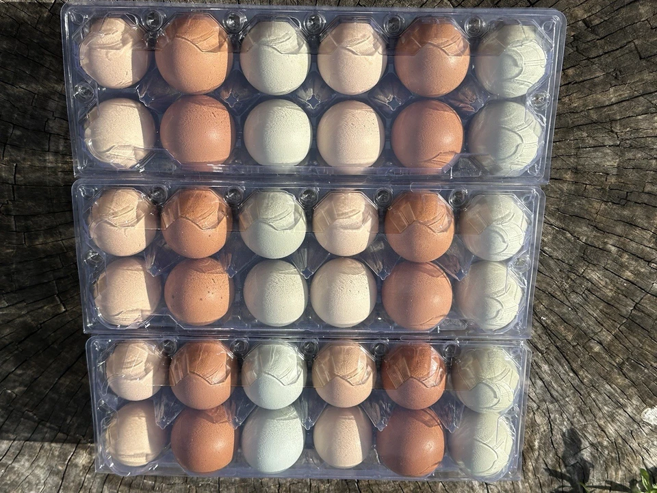 12 huevos de gallina huecos - cáscaras de huevo multicolores sopladas a mano para manualidades Foto 4 de 4