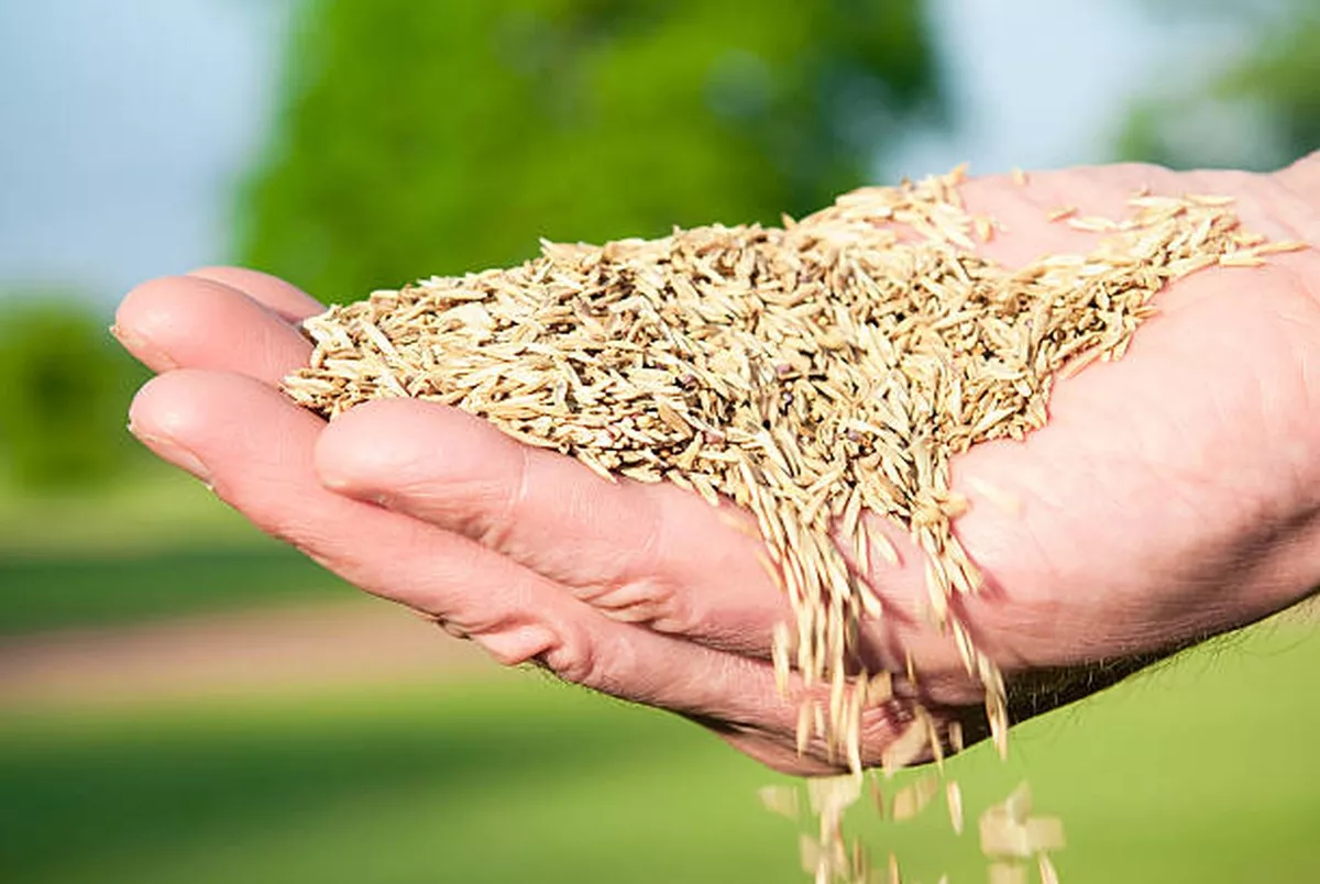 Evergreen grass seed deals