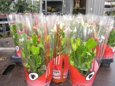 2xPink Christmas Cactus Schlumbergera Plants 9cm Pots  Indoor Houseplant