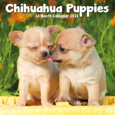 Carousel Calendars,  Chihuahua Puppies 2026 Mini Wall Calendar, 7'' X 7'', 16-Mo