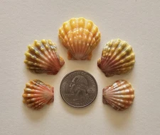 Hawaii Sunrise Shell  Lot 