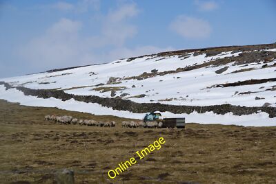 Photo 6x4 Sheep being fed above Yarnbury Grassington The long winter mean c2013