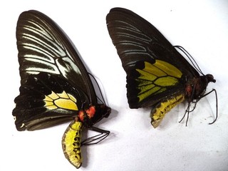 UNMOUNTED BUTTERFLIES/ORNITHOPTERA T PLATENI NO 3 PAIR FROM PALAWAN