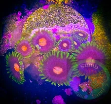 SAF~ “WYSIWYG” Blow Pops Zoanthid Coral Frag, Palythoa, Paly, Zoa