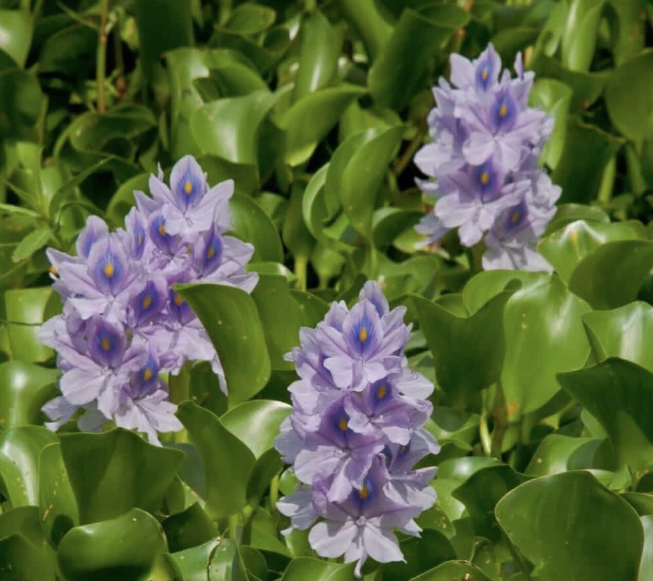 100x Water Hyacinth Floating Pond Plants Nice and green, very healthy