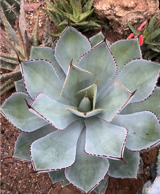 8-9CM RareSucculent plant Agave Sale Garden Décor Boutique