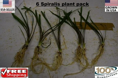 6 Cryp Spiralis plants Easy Aquarium aquascaping planted tank LOW LIGHT