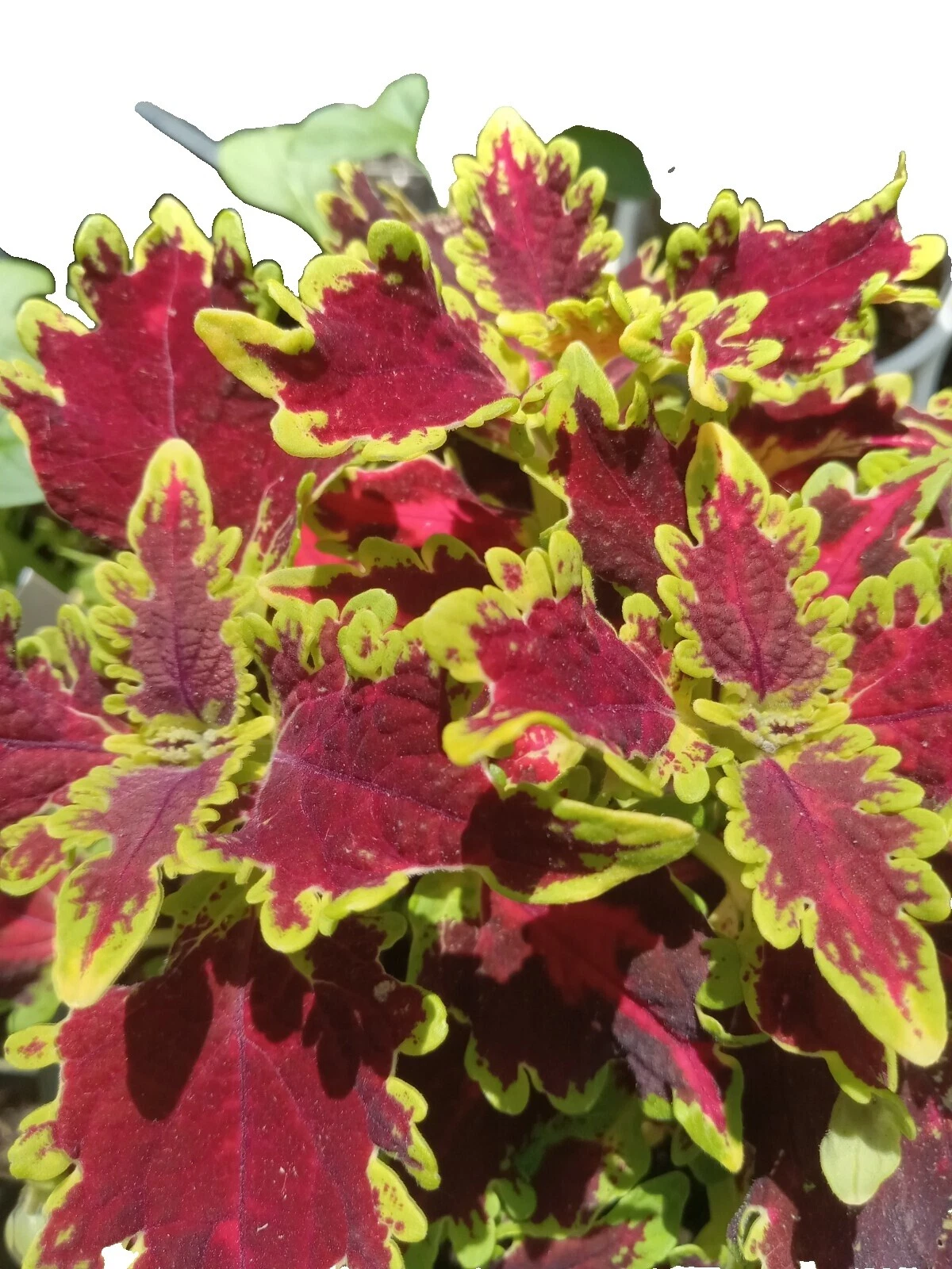 Loam Tropical Climate Plants, Seeds & Bulbs