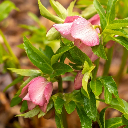 2 Helleborus Lenten Rose Live Perennial Plants
