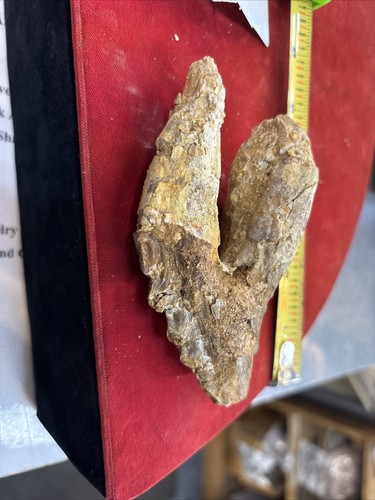 4 3/4” Basilosaurus Tooth 40-34 Mil Yrs Old Late Eocene - Picture 8 of 11