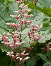 Rodgersia  pinnata 'Elegans' chestnut-leaved plant now Hardy Perennial 2lt