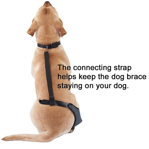 Dog Knee Brace Breathable Supportive Reduce Pain Joint Protection Dog Hind Legs - Picture 6 of 30