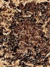 Dermestid Beetles - Taxidermy DIY Euro Mount Skull Cleaner