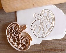 Human Kidney Medicine Body Biology Organ Chemistry University Cookie Cutter
