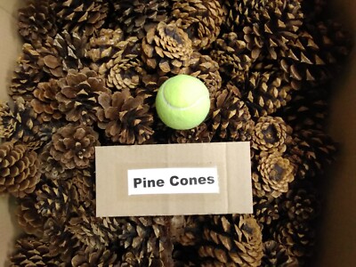 TEXAS PINE CONES 25 TOTAL CAN SHIP UP TO 100 FOR CRAFTS AND DECORATIONS