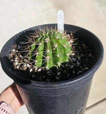 Cactus Echinopsis Cactis&Succulents for sale | eBay