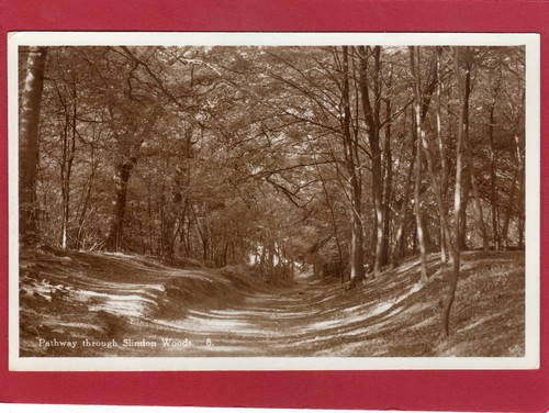 Pathway through Slindon Woods Nr Arundel RP pc unused Norman  AL694