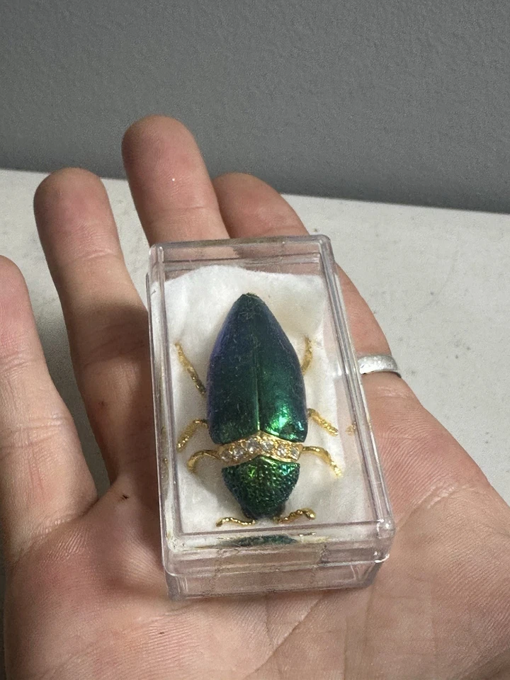 Vintage Real Green Elytra Jewel Beetle Bug Insect Rhinestone Lady Pin Brooch - Image 3 of 4