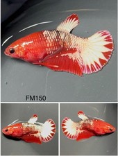 Female Betta Live Fish - Koi Red Fancy Star Tail HMPK FM150 Sorority - Breeding