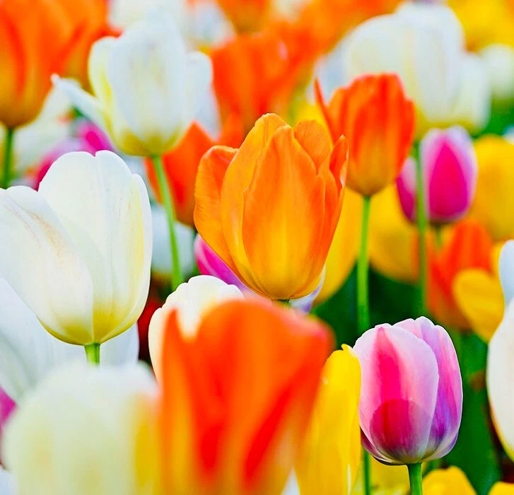 Mixed Tulip Jazz Mix Flower Bulbs, Dutch Grown from Holland, Choose Packs - Image 2 of 4