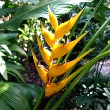 Mayan Gold Heliconia Seeds (H. champneana) Rare Lobster Claw Parrot Beak Flowers