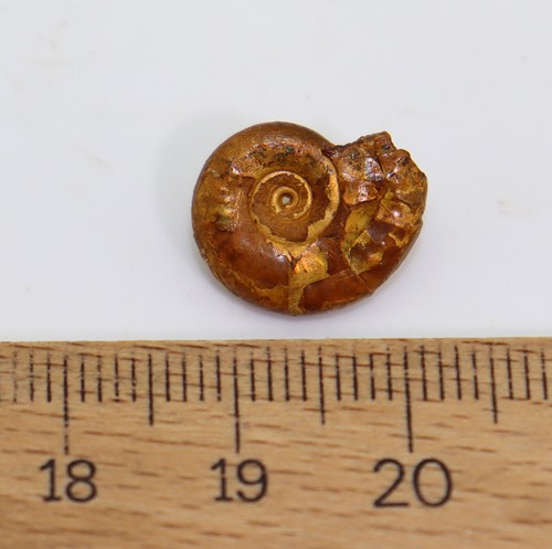 Ammonit, Lunuloceras sp., Jura, Callov, Schwabthal, Deutschland -k120 - Bild 4 von 4
