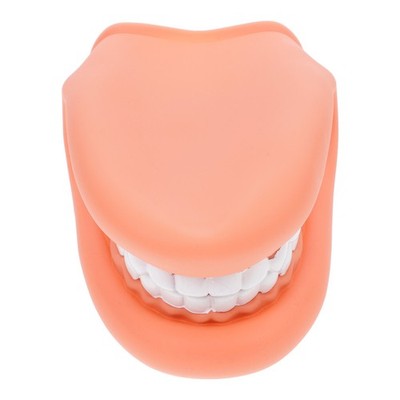 Teeth Teeth Model Brushing Teaching False Teeth Model Artificial | eBay ...