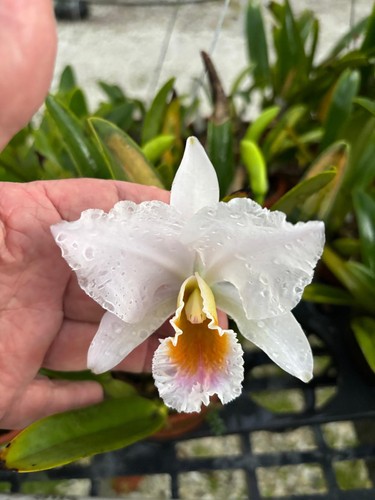 Cattleya Percivaliana Albescence - Picture 1 of 2