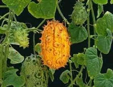 100 Kiwano Melon Seeds. Organic. USA Seeds. Ships free