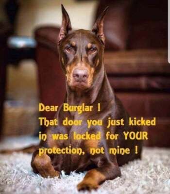 Doberman  dog refrigerator magnet 3 1/2'' x 4 1/2'' 