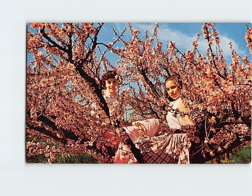 Postcard Peach Blossom Time Two Girls on the Tree Spartanburg South Carolina USA