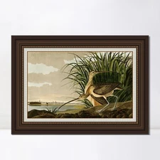Framed Canvas Giclee Print Long Billed Curlew by John James Audubon Home Decor