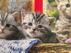 EUROGRAPHICS PUZZLE ‘KNITTEN’ KITTENS” 1000 PIECES COMPLETE  — photo 5