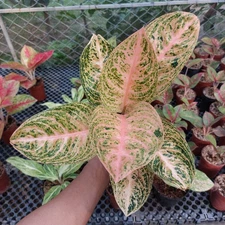Aglaonema Stardust Orange Live Plant Free Phyto