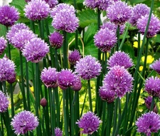 CHIVES Allium Schoenoprasum - 500 Bulk Seeds