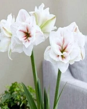 AQUARO Large Amaryllis 24-26 centimeters - US Seller