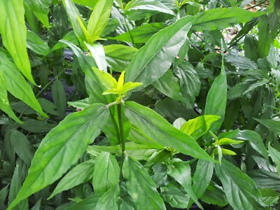 5-Cuttings Organic Clinacanthus Nutans Sabah Snake Grass Belalai Gajah  Herbs  | eBay