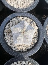 1pz Rara Pianta di Cactus Astrophytum myriostigma 'Onzuka' SeedGrown WYSIWYG 3-5cm