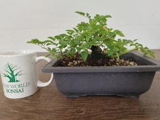 Bonsai, Dwarf Rose, White Flowers, Fat Trunk + Nebari, Amazing Shohin Piece