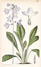 Primula Siamensis Siam flower botany flower botany lithograph Curtis 9100