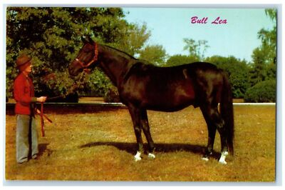 #ad c1950#x27;s Bull Lea Sire Of Kentucky Derby Winners Citation Lexington KY Postcard $19.47