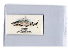 2008 TOPPS ALLEN & GINTER BULL SHARK MINI SP RARE WD3