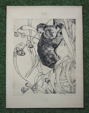 Ancienne belle gravure signée Gaston Barret, épreuve d'artiste, tableau, koala.