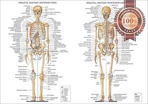 Bone Chart